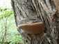 Parázstapló (Phellinus igniarius), Budai-hegység